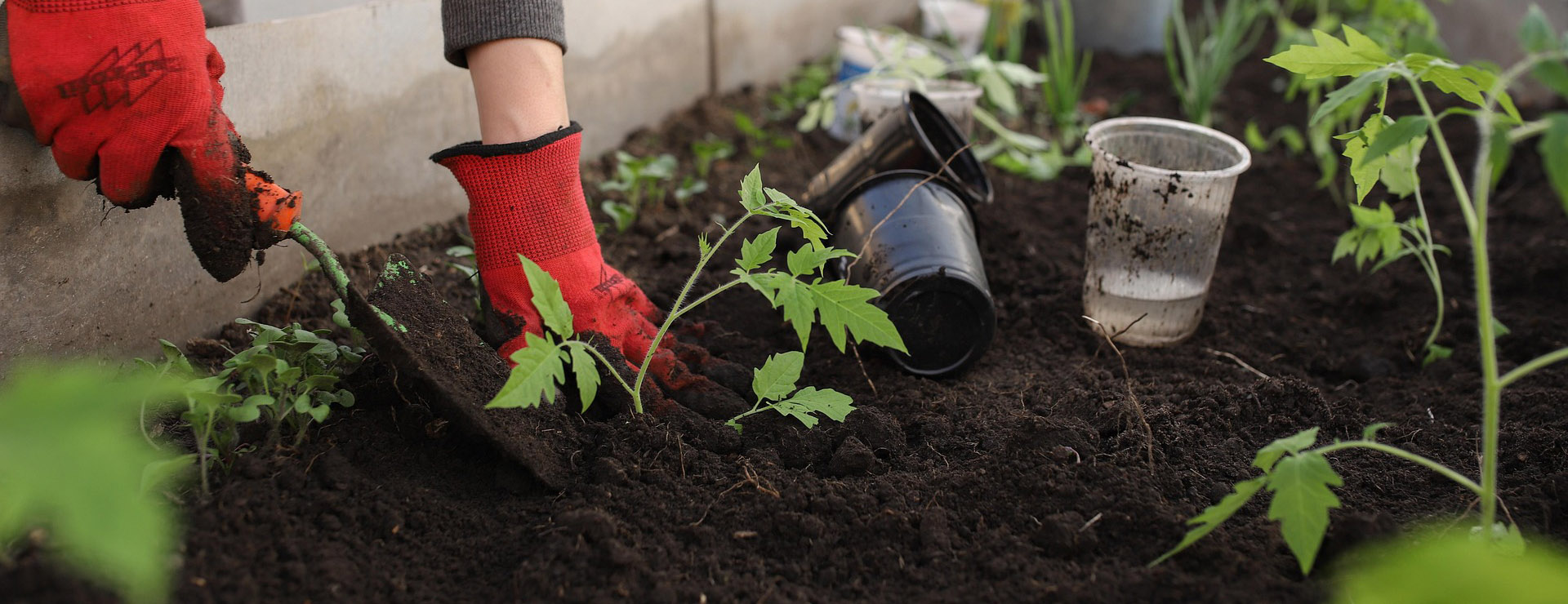 Front Page 2 Front Page -Garden Care Shop greenhouse 6226263 1920